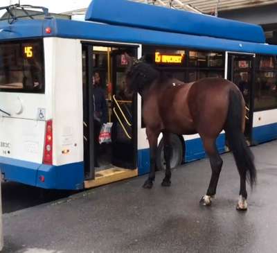 В Уэльсе лошадь прокатилась на общественном трaнcпорте