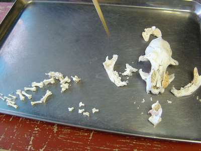 Японцы выращивают жемчуг из костей мертвых домашних животных