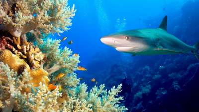 Лимонная акула атаковала ребенка в районе Большого Барьерного рифа