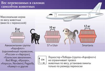 МАУ увеличивает норму провоза животных в салоне самолета до 10 кг