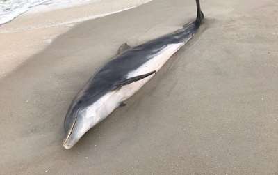 Власти Флориды предлагают $20 тысяч за обнаружение убийц дельфинов