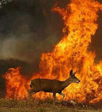 113 видов животных нуждаются в экстренной помощи после лесных пожаров в Австралии