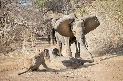 Слониха отбила детеныша у львиц в Национальном парке Мана-Пул