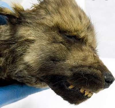 В Якутии нашли щенка возрастом 18 тыс. лет