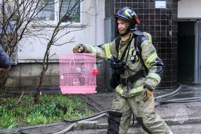 В США попугай спас хозяев от пожара