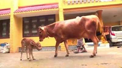 В Индии родился теленок-мутант с двумя головами