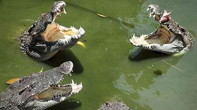 В Зимбабве крокодил растерзал купающегося в реке школьника