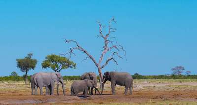 ТОП 10 мест на Земле для наблюдения за слонами