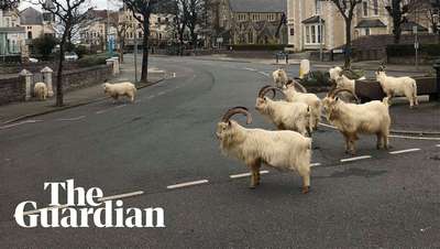 Дикие козы взяли в облогу опустевший из-за COVID-19 город в Уэльсе
