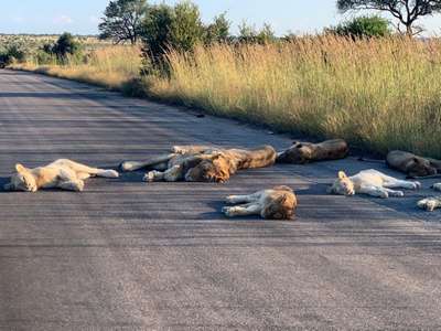 Прелести карантина: Семейство львов уснуло среди автомобильной дороги