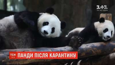 Шанхайский зоопарк показал посетителям шестимecячную панду