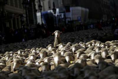 Видео: Огромное стадо овец заполонило улицы турецкого города