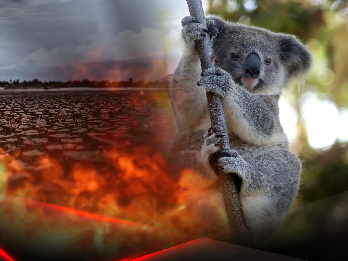 Ученые совершили уникальное открытие, касающееся коал