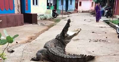 Крокодилы нападают на людей в затопленных селах Уганды