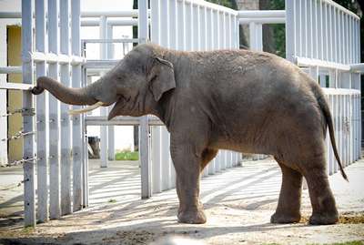 Слон из Киевского зоопарка теперь доступен онлайн