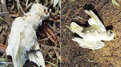 Сотни мертвых попугаев упали на австралийский город Энгл Вейл