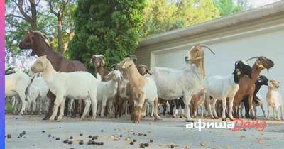 Огромное стадо коз атаковало пригород Сан-Хосе