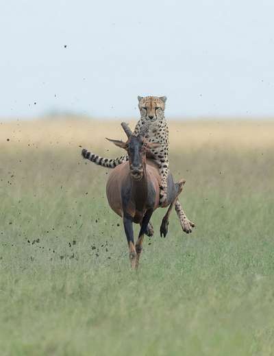 Гепард оседлал антилопу в одном из заповедников Кении