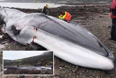 18-метрового кита выбросило на побережье Великобритании