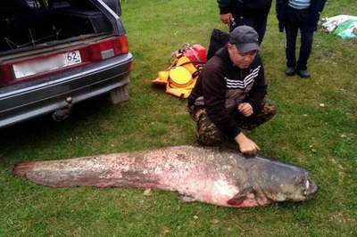 Рыбаки поймали 40-килограммового сома в Миссисипи