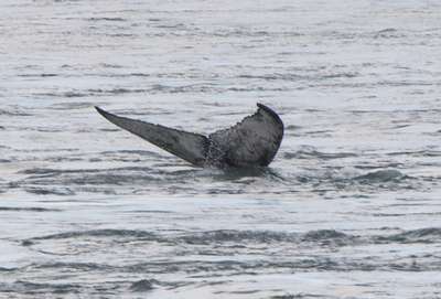 Горбатый кит заплыл в канадский город Монреаль