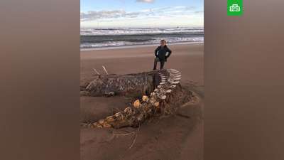 На побережье Шотландии вынесло останки редчайшего кита