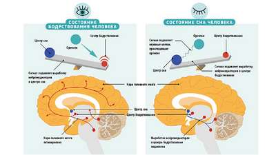 В мозге мышей есть «переключатель» для перехода в режим сна
