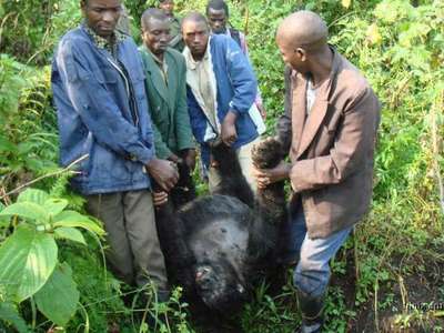 Бpaконьеры Уганды убили находящегося под угрозой исчезновения самца редкой гориллы