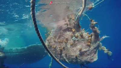 В Италии водолазы в течение часа освобождали кита из рыболовных сетей
