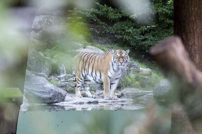 В Швейцарии амурский тигр совершил cмepтельное нападение на сотрудницу зоопарка