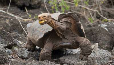 100-летняя черепаха Диего с «легендарным либидо» официально ушла на пенсию
