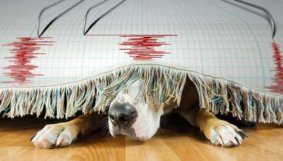 Ученые доказали гипотезу о предчувствии землетрясения животными
