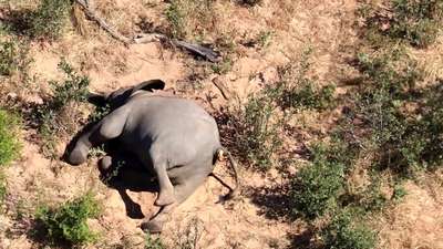 Названа предполагаемая причина массовой гибели слонов в Ботсване