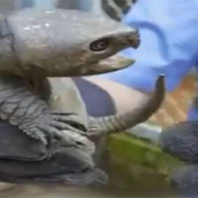 В Китае нашли черепаху с орлиным клювом и хвостом крокодила