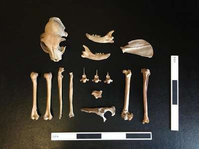 В Казахстане нашли скелет древнего домашнего кота