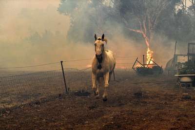 Австралия потеряла в лесных пожарах около 3 миллиардов животных
