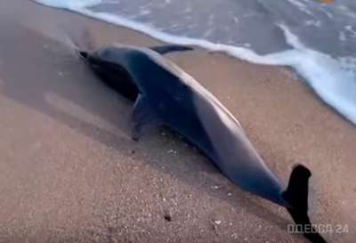На морском побережье Одессы нашли труп дельфина
