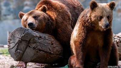 стрaнcкое правительство безвозмездно раздало конфискованных львов и медведей