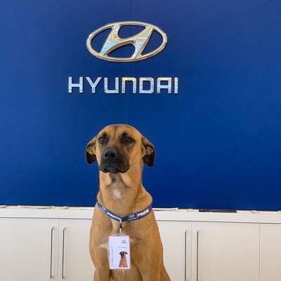 Автосалон Hyundai взял на работу консультантом по продажам собаку