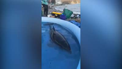На берег Тасмании выбросились 270 дельфинов