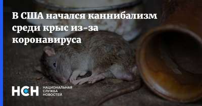 Среди нью-йорских крыс из-за коронавируса начался каннибализм