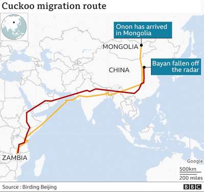 Зафиксирована самая длинная миграция кукушек: 16 стран и 12 тыс. км