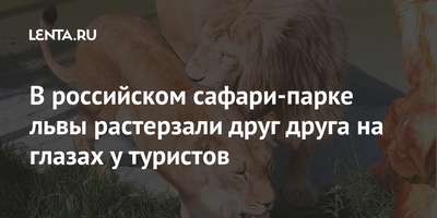 В крымском сафари-парке львы растерзали друг друга на глазах у посетителей