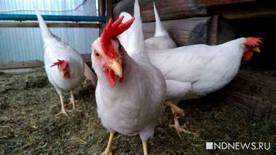 В Японии зафиксировали вспышку птичьего гриппа, уничтожено 11 тысяч кур