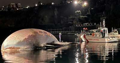 70-тонную тушу кита выбросило на побережье Италии