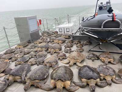 SpaceX и зоозащитные организации спасли от морозов тысячи морских черепах в Техасе