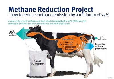 Создана добавка для коровьего корма снижающая выбросы метана в атмосферу