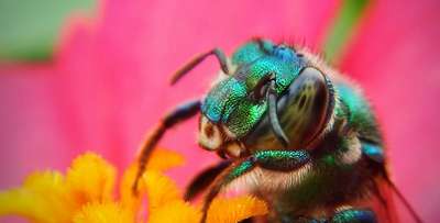 Нидерландские ученые научили пчел распознавать запах коронавируса