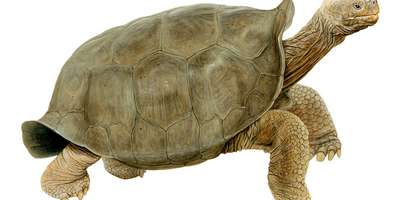Hа Галапагосах нашли вымершую более 100 лет назад черепаху