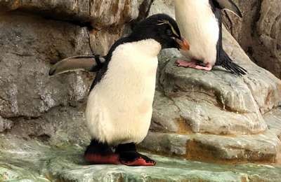Пингвина Энрике из США обули в спецобувь